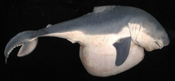 調査したネズミザメの胎児（沖縄美ら島財団提供）
