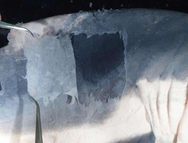 （上）調査したネズミザメの胎児（沖縄美ら島財団提供）（下）ネズミザメの胎児の拡大写真。表皮を1枚はがすと、下からうろこに覆われた本来の表皮が現れる（沖縄美ら島財団提供）