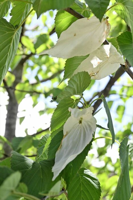遍照寺で咲いたハンカチの木の花