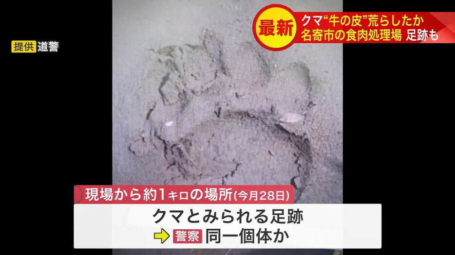5月28日にはクマとみられる足跡発見