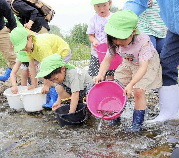重信川にアユの稚魚を放流する園児