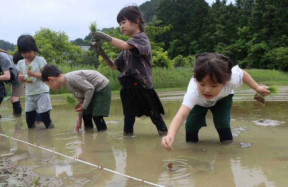 田植えを体験する園児たち＝2024年5月21日午前11時12分、兵庫県丹波市春日町野上野で