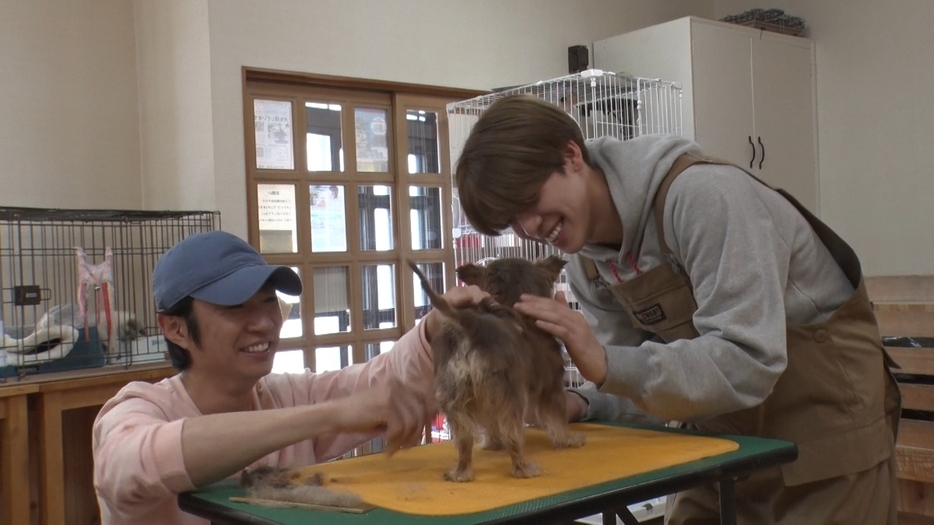 timelesz 松島聡、『みんなの動物園』で相葉雅紀とトリミングに挑戦