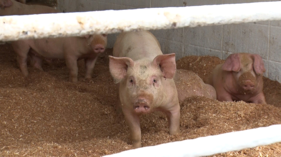 河内菌で家畜飼料の事業に進出。養豚王国・鹿児島の約2割の事業者が使うように