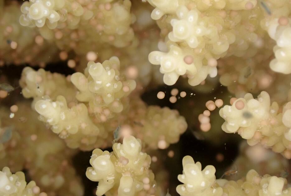 鹿児島県・奄美大島沖で撮影されたサンゴの産卵＝21日（興克樹さん提供）