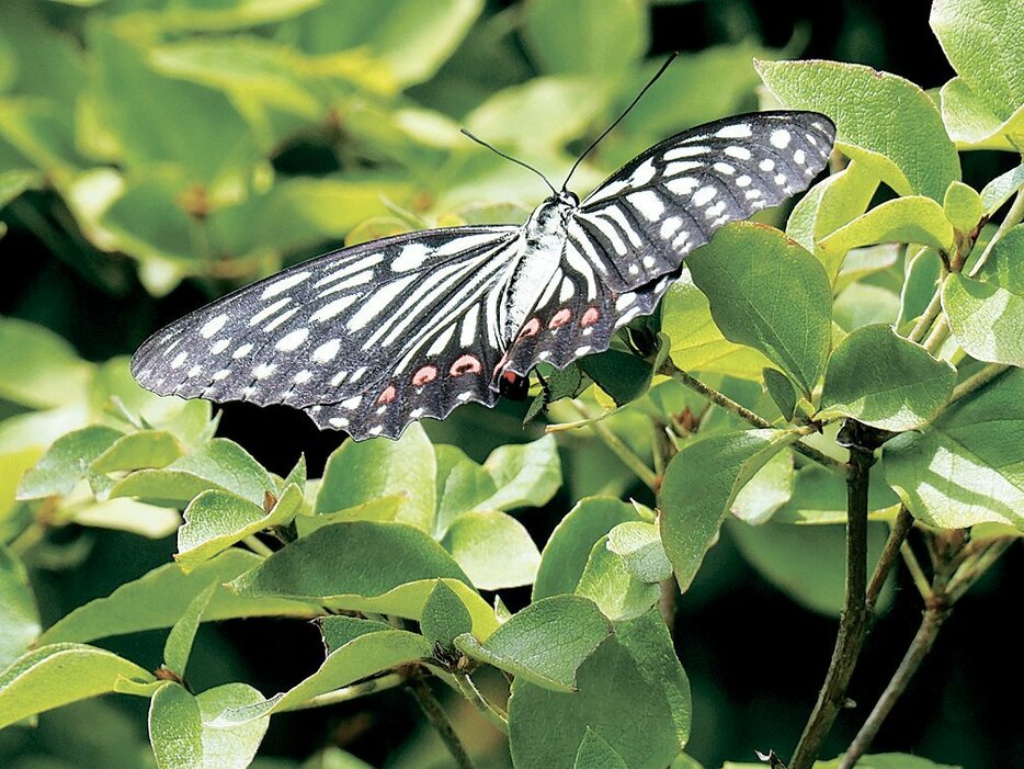 アルプス公園で目撃されたアカボシゴマダラの夏型（松本市提供）