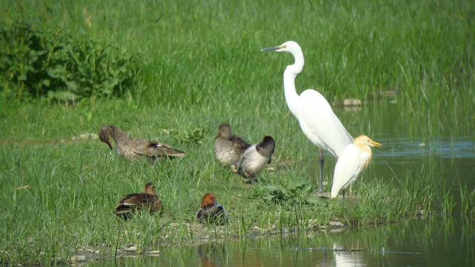 公園内の湿地に集まってきた野鳥（福岡市提供）
