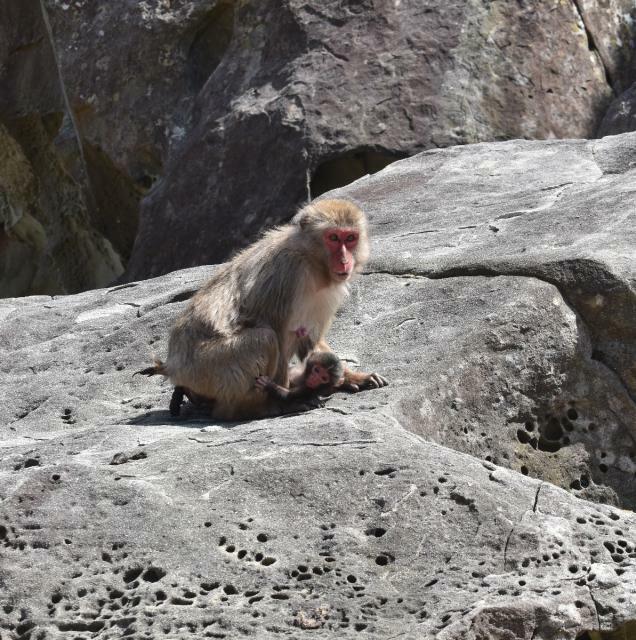 母猿に守られながら周囲を見渡す赤ちゃん猿＝１７日午前、串間市・幸島
