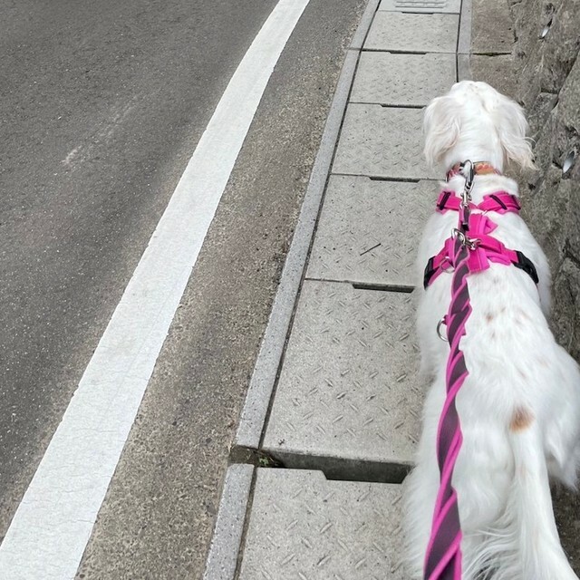 安全のためダブルリードをつけて愛犬の散歩をしていると……ノーリードの中型犬が襲いかかってきた！（画像提供：みのかさ さん）