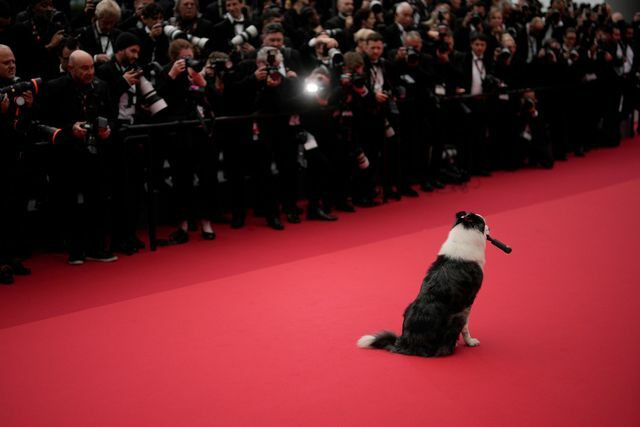 数多くのフラッシュを浴びる一匹の犬（写真：AP/アフロ）