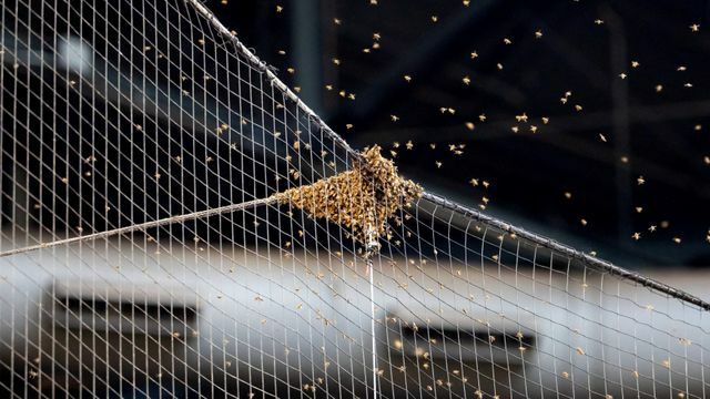 チェイス・フィールドに発生した蜂の群れ(写真：USA TODAY Sports/ロイター/アフロ)