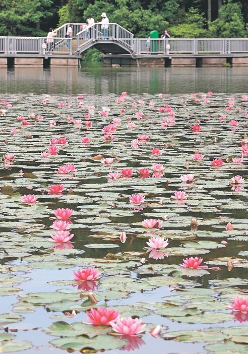 ピンクの花で池を彩るスイレン＝県民公園太閤山ランド