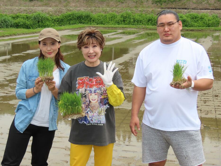 　田植えを行った（左から）金子恵美氏、小林幸子、豊昇龍