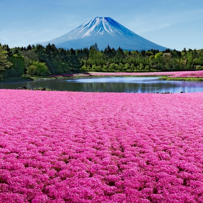 日本の美しい庭園と花畑