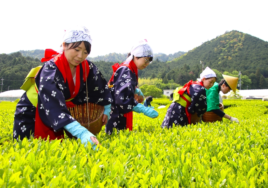 初夏の山あいに映える若々しい新茶と、手摘みで収穫を行う茶娘たち＝2024年5月7日午前9時58分、兵庫県丹波篠山市味間奥で