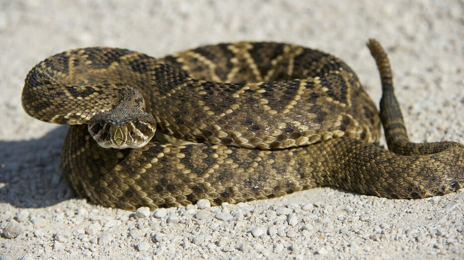 猛毒を持つ攻撃的なヘビとして恐れられているヒガシダイヤガラガラヘビだが、実際には人との接触を極度に嫌い、攻撃するのは襲われたときだけだ。（PHOTOGRAPH BY PAUL SUTHERLAND, NAT GEO IMAGE COLLECTION）