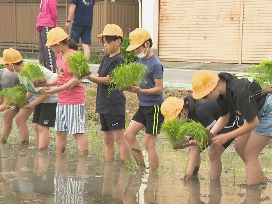 田植えを体験する子供たち 愛知県西尾市