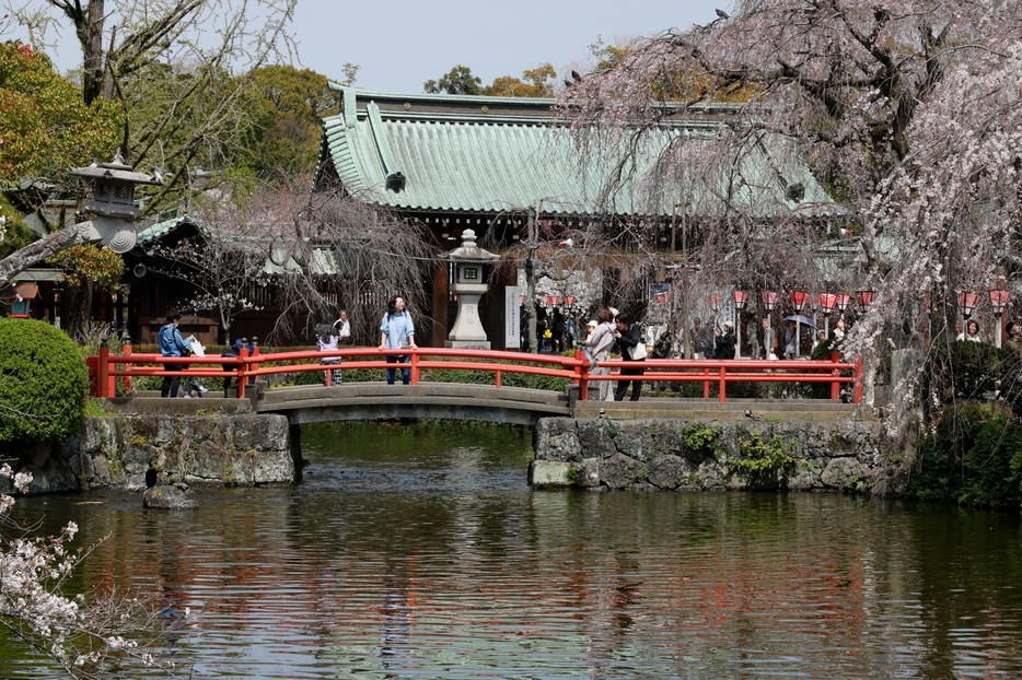 三嶋大社の神池（しんち）。源頼朝が放生会（ほうじょうえ）を行ったとされる