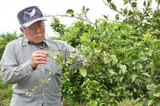 カメムシの飛来がないかミカンの木を確認する甲斐佐一郎さん＝延岡市北方町