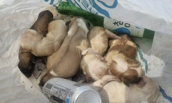 20日、忠清南道泰安郡のある海水浴場の近くで生まれたばかりの子犬6匹がビニール袋に入れられ捨てられていた=泰安動物保護協会提供