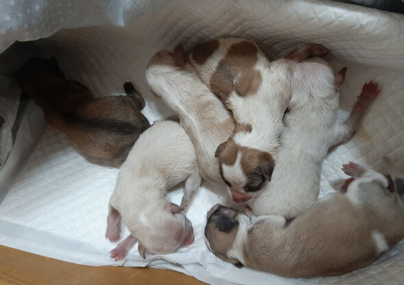 泰安動物保護協会に引き渡された後の子犬たち=泰安動物保護協会提供