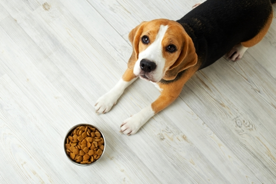 実家の犬の食費が「月2万円」と聞き、正直「高すぎでは？」と感じてしまいました。私は1人暮らしで「月3万円」なのですが、犬の食費ってそんなにかかるのでしょうか…？