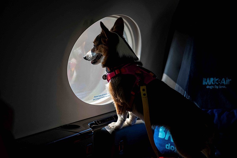 愛犬との空の旅を実現する航空会社、米国で就航