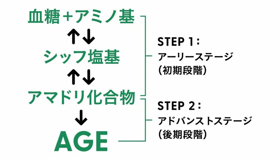 体内でAGEが生じる2つのステップ｜初期段階まではまだ後戻りできるが、そこから糖化が進み、後期段階に至ってAGEが作られると、二度と元通りにはならない。