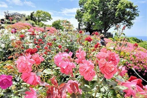 見頃を迎えている色鮮やかなバラ=5月29日、レインボーライン山頂公園