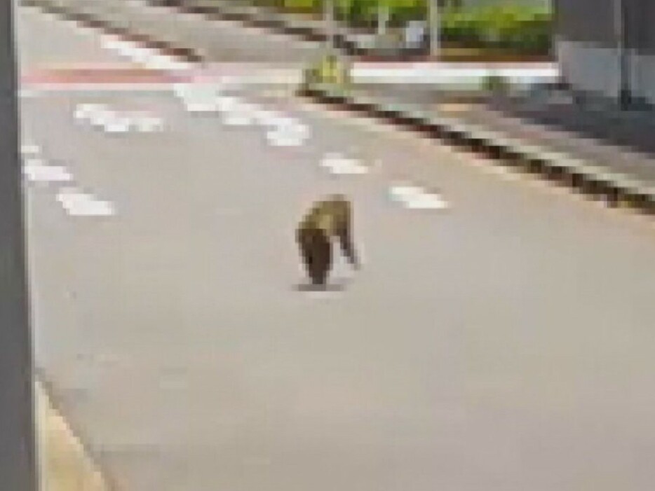 名古屋市守山区で目撃された猿 2024年5月24日午前10時過ぎ 画像:視聴者提供