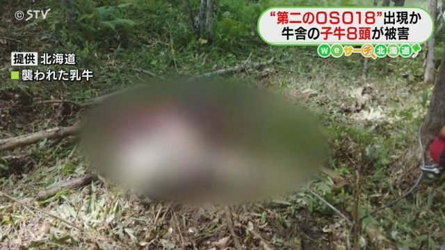 OSO18に襲われた乳牛