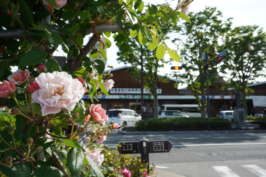JR福知山線柏原駅前のバラも開花し、街の入り口で出迎える＝2024年5月11日午後3時27分、兵庫県丹波市柏原町柏原で