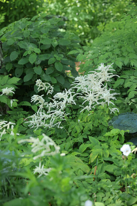 ふんわりした優しい雰囲気の花を咲かせるアルンクス。（撮影／桜野良充）