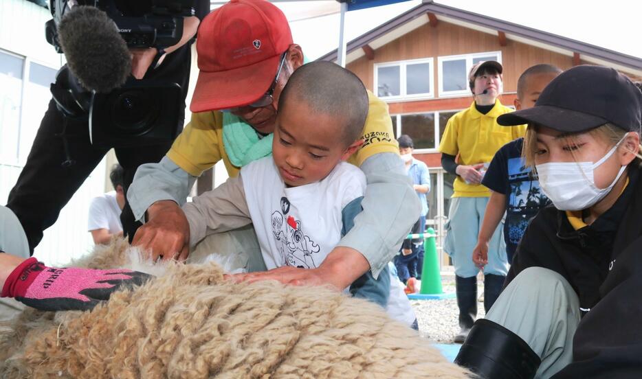 飼育員と一緒に、横たわったヒツジの毛刈りを体験する子ども