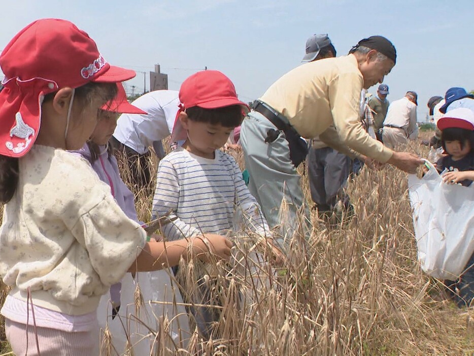 「むらさき麦」を収穫する園児 愛知県岡崎市