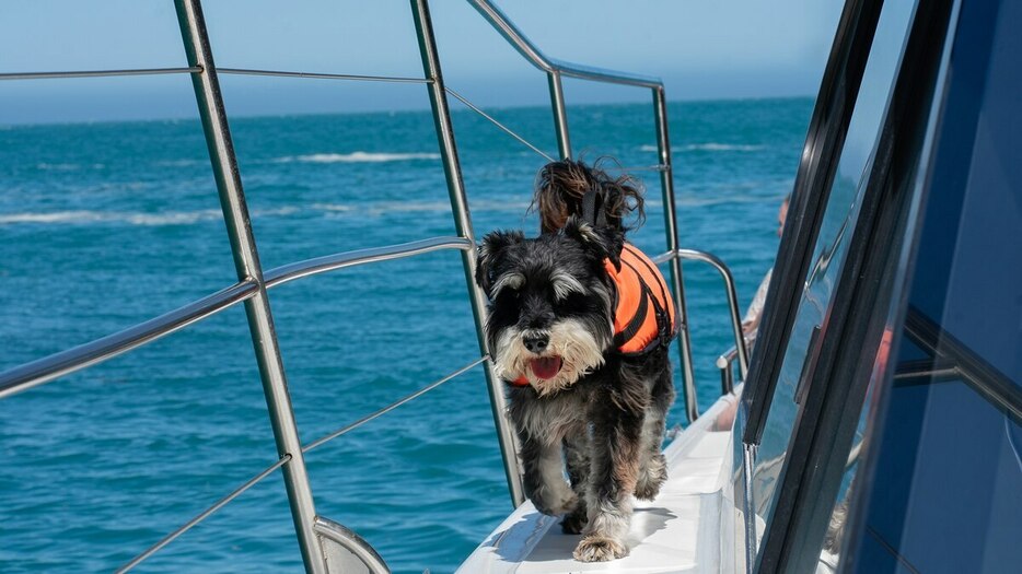 バスターはアカロア・ドルフィンズのクルーズ船で、人間の乗員を助ける4匹のイヌの1匹だ。（Photograph by Natasha Bazika）