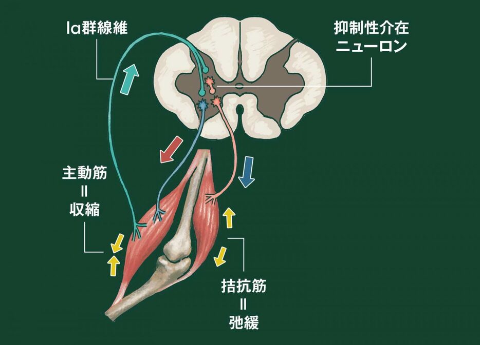 脊髄内に入ったIa群線維は、主動筋に興奮性の刺激を送って収縮させると同時に、拮抗筋へは抑制性の刺激を送る。そのため拮抗筋を弛緩させる相反抑制は「Ia抑制」とも呼ばれる。