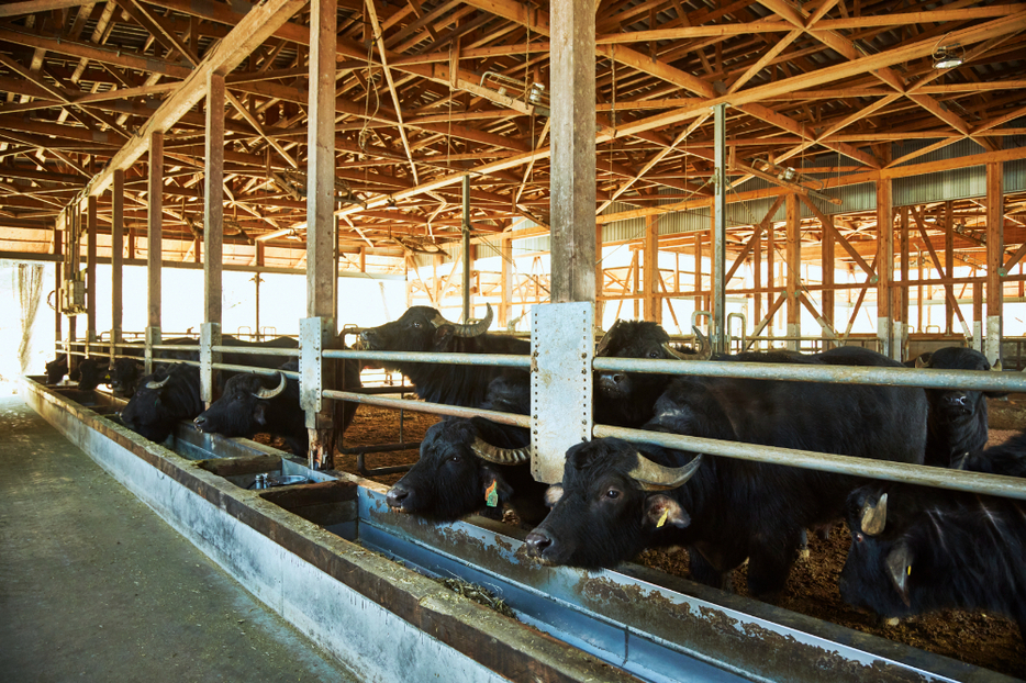 施設内の牛舎では、本州での飼育が珍しいとされる水牛の姿が。採れたての新鮮なミルクから作られるチーズは絶品。