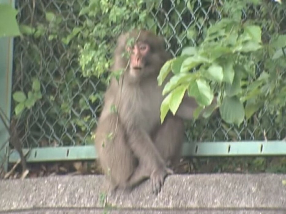 名古屋市守山区で発見された猿 2024年5月24日午後6時半ごろ