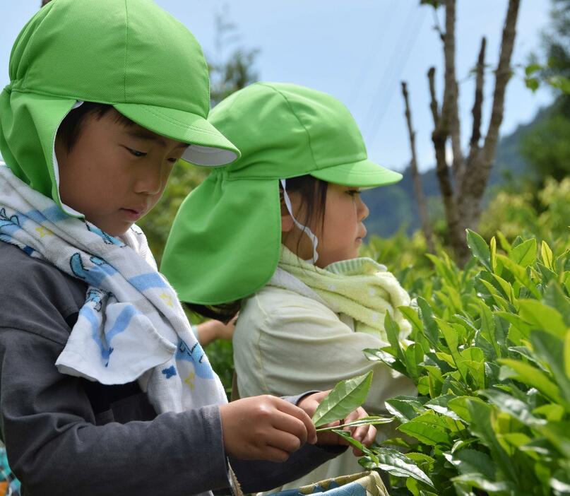 小さな手で茶葉を摘み取る園児たち