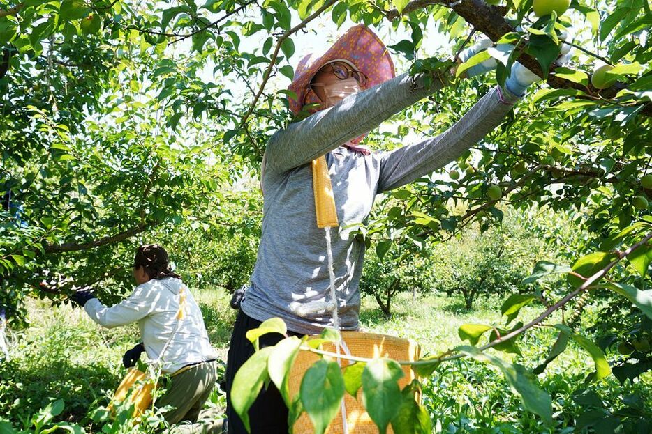 梅の収穫作業を手伝う「梅収穫ワーケーション」の参加者（２０２２年６月、和歌山県みなべ町で）