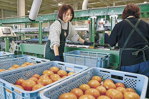 出荷が始まった春トマト=JA小松市野菜総合集出荷場
