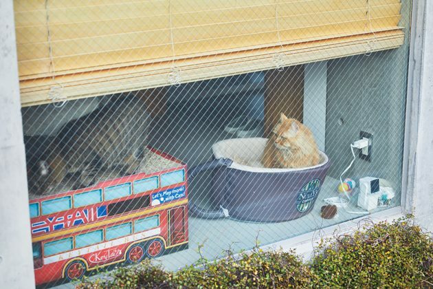 前面道路側の窓際は、猫たちが行き交う人や車を眺めて寛ぐスペース。「昼寝もできるよう、猫用ベッドをふたつ置きました」