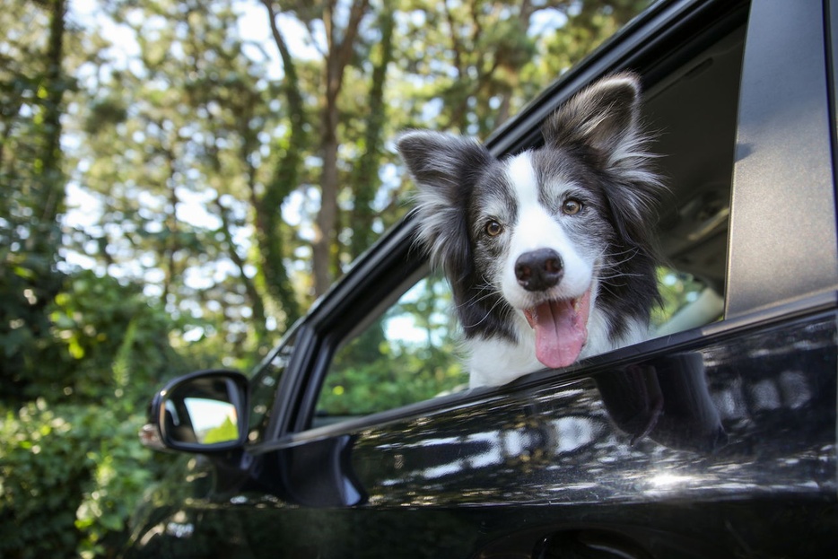 嬉しいことがあると愛犬も全身で喜びを表現してくれます