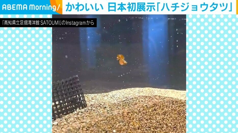 成長しても2cm  高知の水族館で日本初展示された生き物