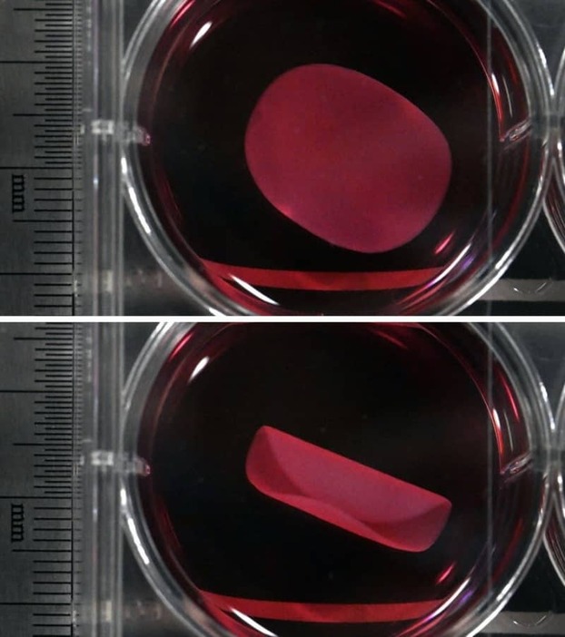 赤い培養液が入ったシャーレの中で動く心筋シート＝１月２３日、大阪府吹田市の大阪大