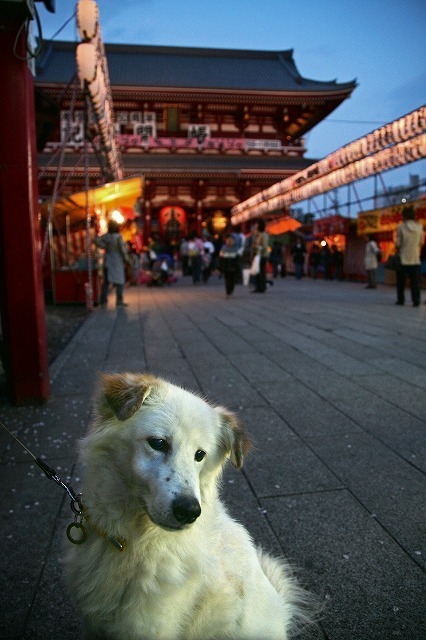 [写真]僕が最初に別れを経験した犬は、出会った時には既に老犬だった。その名も『じいさん』