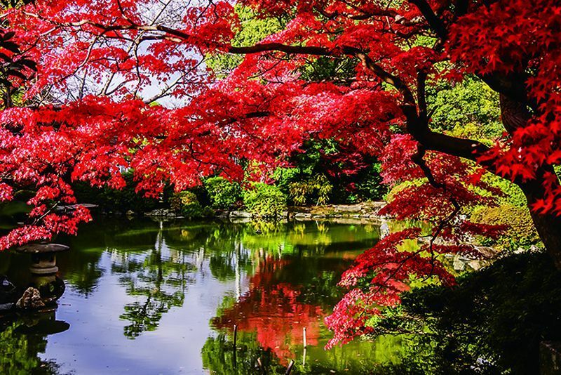 [写真]愛知県津島市内に点在する紅葉スポットもねらい目（撮影：林誠三郎）