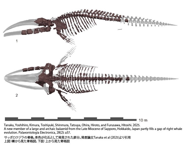 クジラ骨　　長さ105センチ、84センチ クジラ骨 長さ105センチ、84センチ クジラ骨 長さ105センチ、84