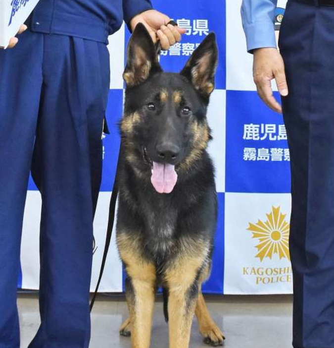 【豪華・大迫力！】警察犬プレート(流通は最後かも？) 新刊情報】トイプードルが警察犬!? 異例の活躍で注目の小型警察